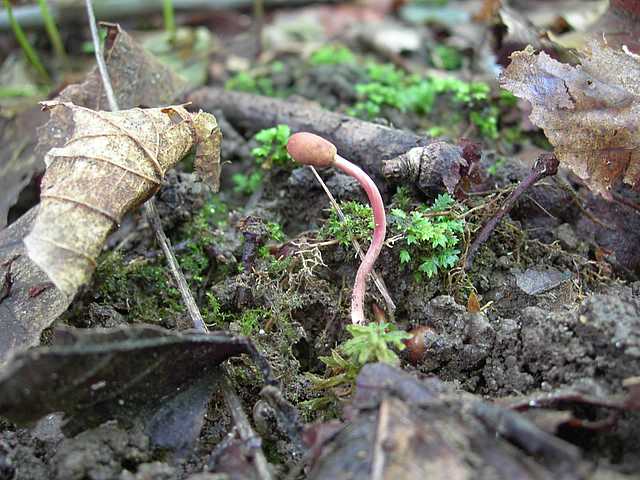 Cordyceps larvicola    Qulet